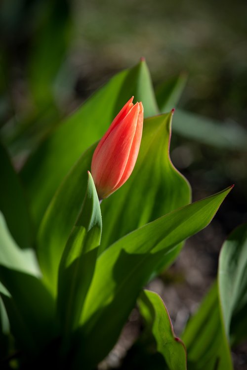 tulip  red  flower