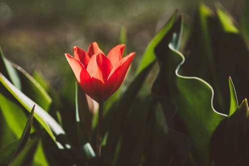 tulip  flower  red