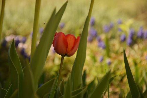 tulip  red  green