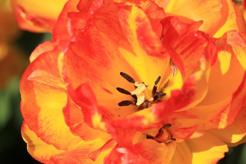 tulip  flower  orange