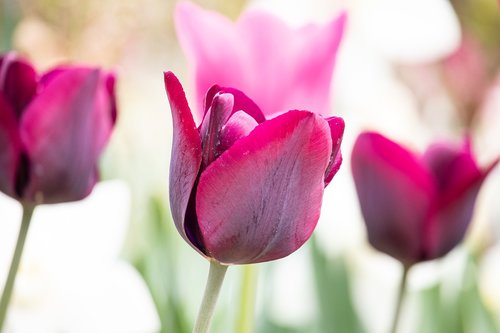 tulip  flower  plant