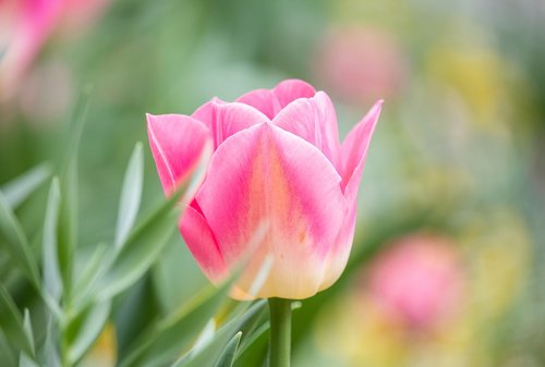 tulip  flower  plant