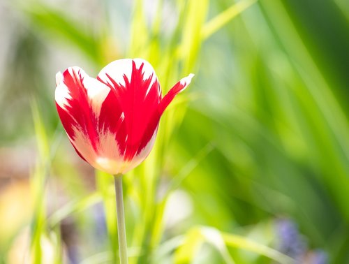 tulip  flower  plant