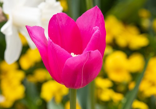 tulip  flower  plant