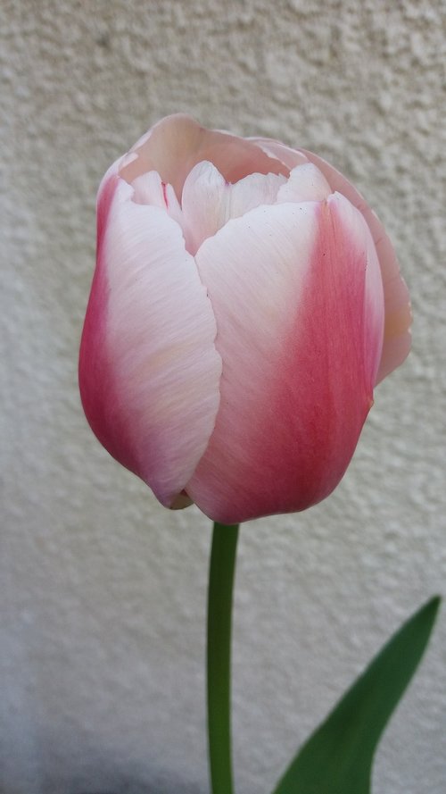 tulip  pink  spring