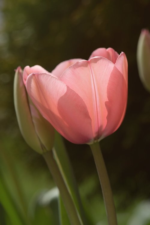 tulip  flower  blossom