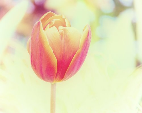 tulip  flower  plant