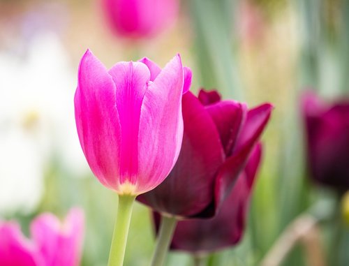 tulip  flower  plant