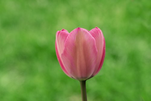 tulip  flower  blossom