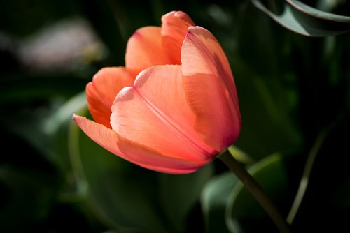 tulip  orange  red