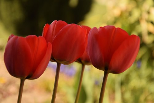 tulip  spring  nature