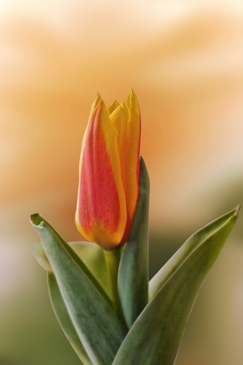 tulip  flower  blossom