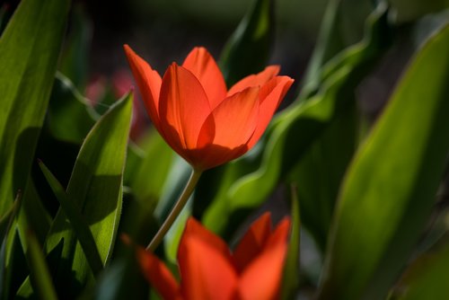 tulip  red  small tulip