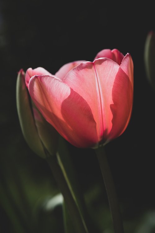 tulip  flower  red