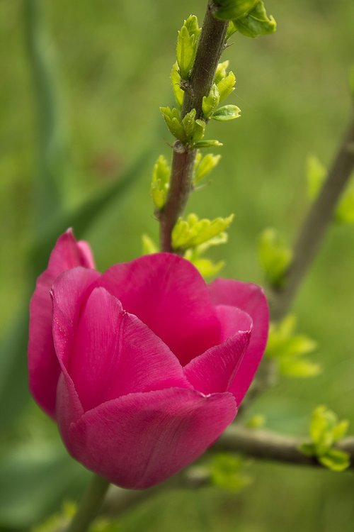 tulip  flower  blossom