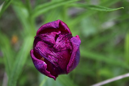 tulip  schnittblume  purple