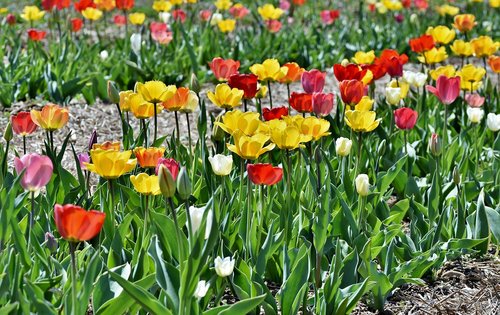 tulip  tulip field  flourished