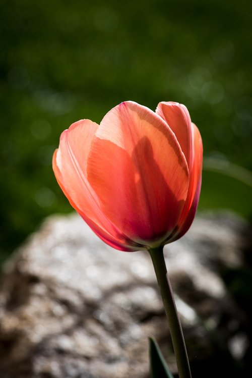 tulip  flower  blossom
