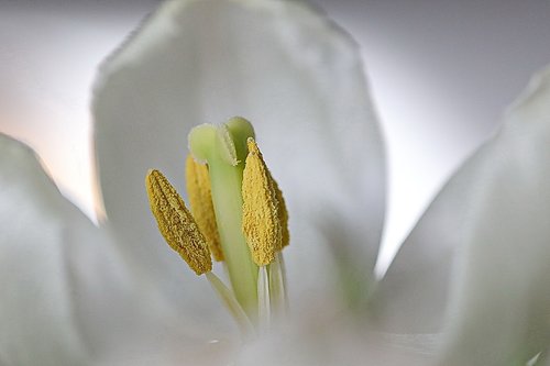 tulip  inflorescence  plant