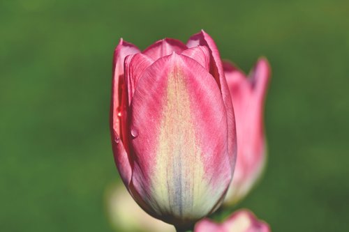 tulip  tulpenbluete  tulip field