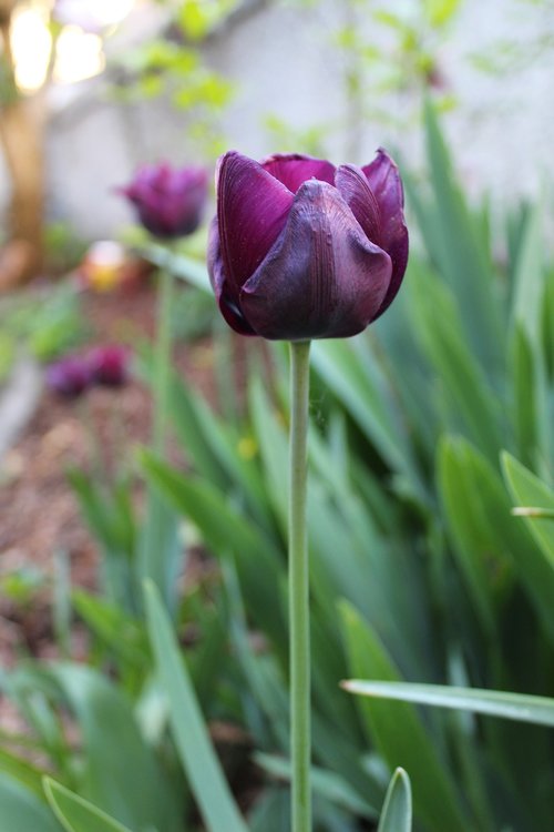 tulip  spring  spring flower