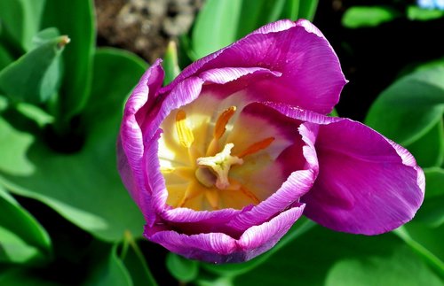 tulip  violet  flower