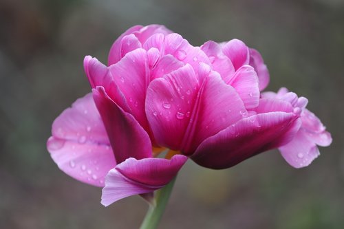 tulip  pink  tulpenbluete