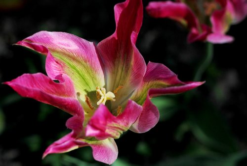 tulip  pink  green