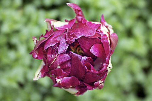 tulip  breeding  violet