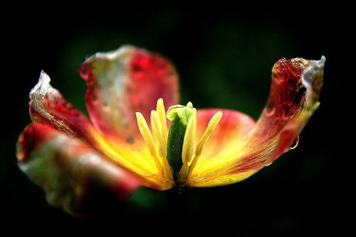 tulip  raindrops  petal