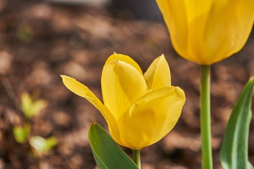 tulip  blossom  bloom