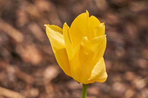 tulip  blossom  bloom