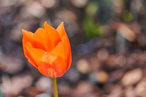 tulip  blossom  bloom