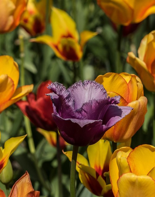 tulip  purple  flower