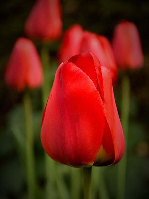 tulip  plant  flowers