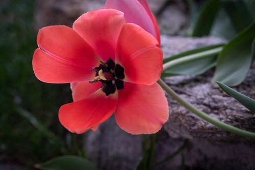 tulip  flower  blossom