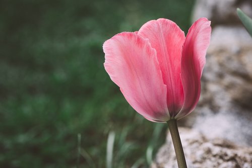 tulip  flower  blossom