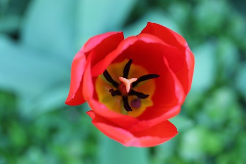 tulip  blossom  bloom