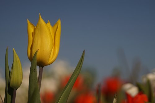 tulip  flowers  spring