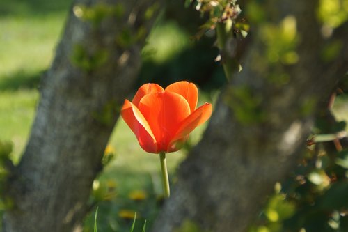 tulip  frame  flower