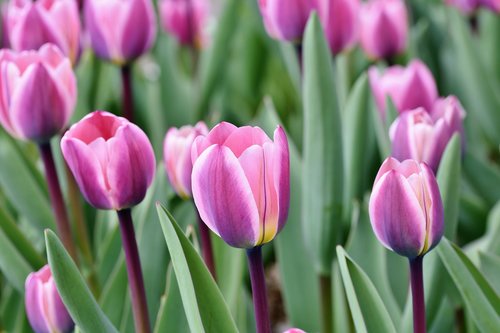 tulip  tulip field  blossom