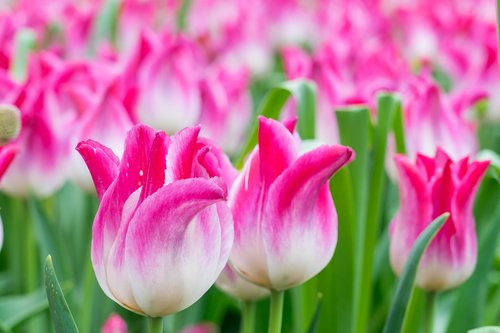 tulip  tulip field  macro