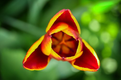 tulip  blossom  bloom