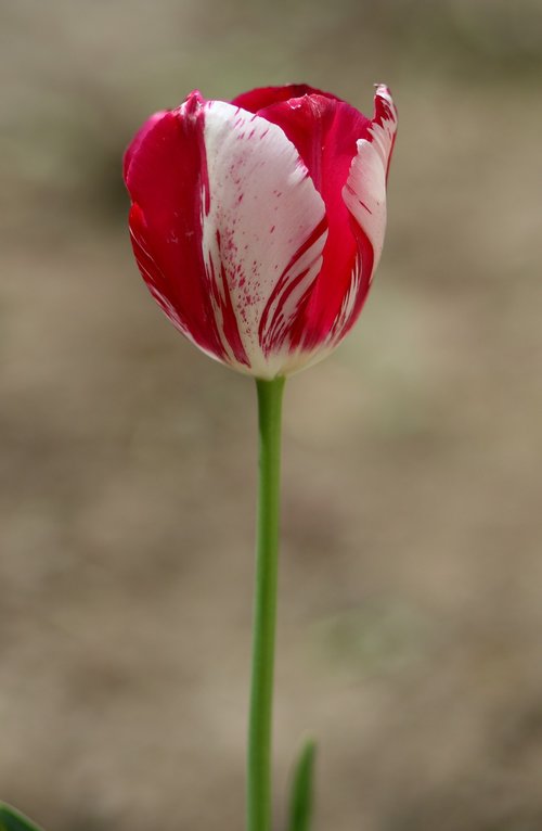 tulip  red  white