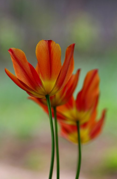 tulip  orange  flower