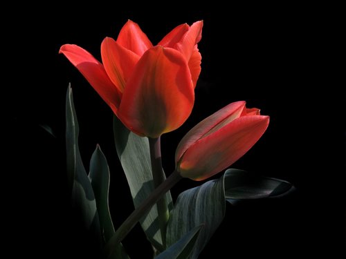 tulip  red  black background