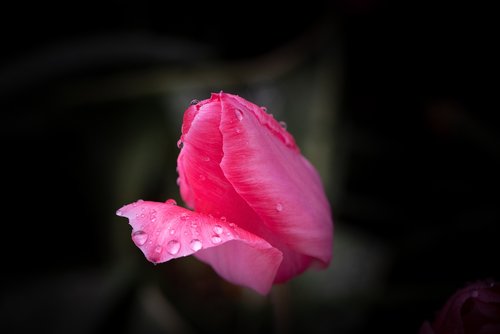 tulip  flower  pink