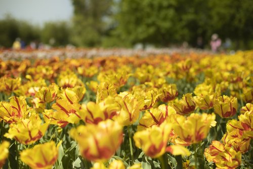 tulip  flower  spring