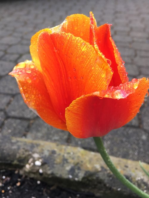 tulip  rain  red
