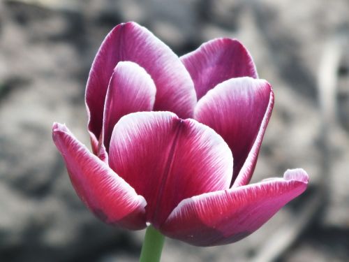 tulip purple closeup
